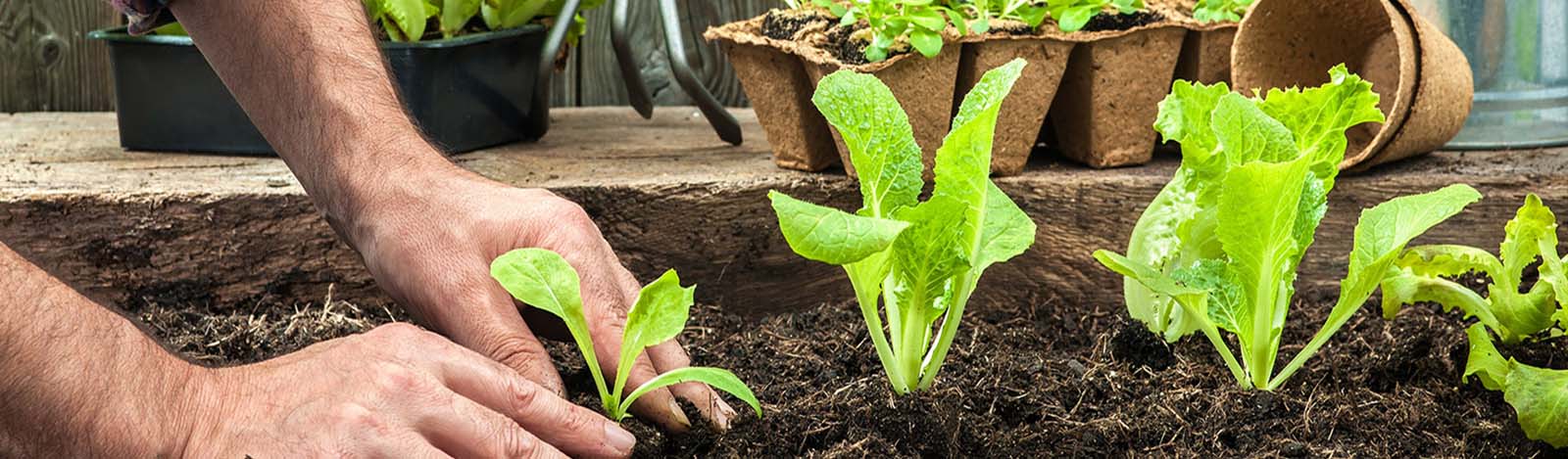 Coco Peat Processing