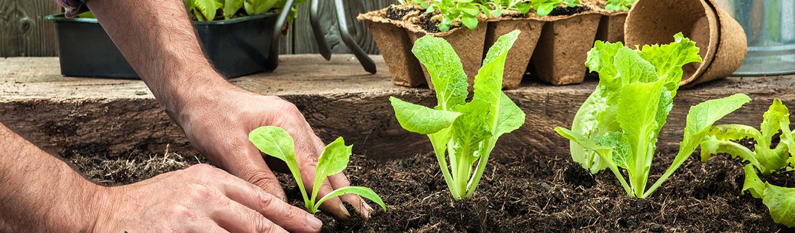 Coco Peat Processing